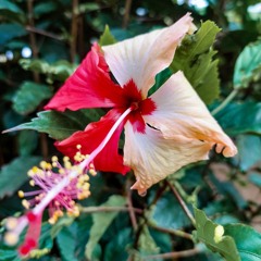 ESCUTA • DECK 🌺🌌