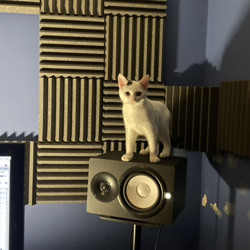 Cool Cat - Sample Challenge 360