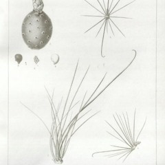 HK_Fantaisies_tracks_187