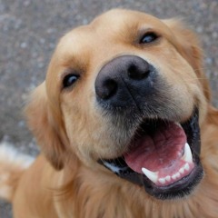 HAPPY.. HAPPY DOG (Official TikTok Song)