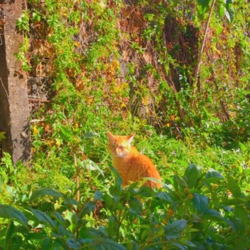 Chú mèo trễ hẹn