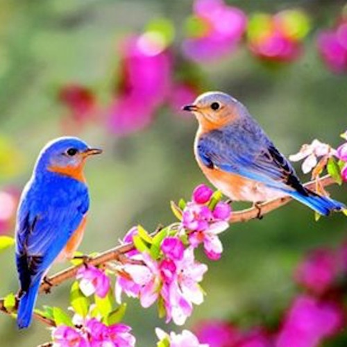 2021 Spring love mix with friends by Pascal B