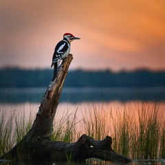 Woodpecker in the middle of the night