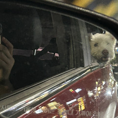 Goin home with my dog.mp3