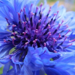 Maitre-Marcel-Birthday-Fun-2021