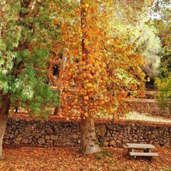 ENUM - AUTUMN