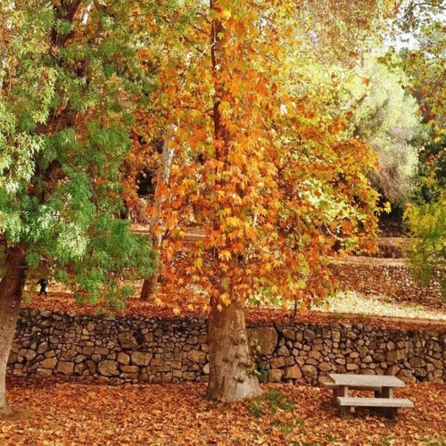 ENUM - AUTUMN