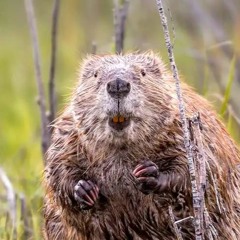 Beaver Boogie