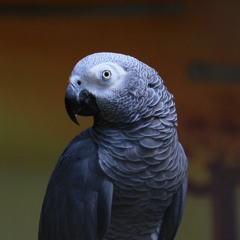 tell me without telling me