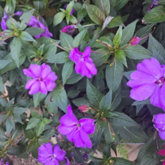 violeta (projeto das flores)