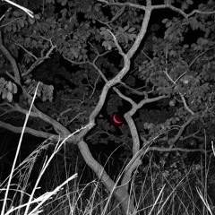 Belly dance with your friends