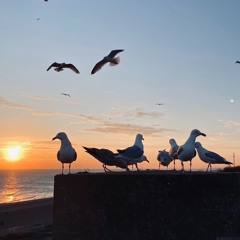 Birds Of A Feather (Cover)