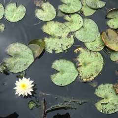 Guided Meditations