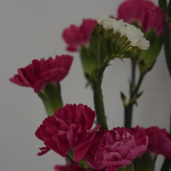 誰にも見つけられない星になれたら(andymori cover)