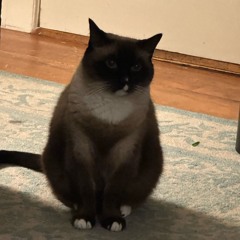 it's my turn to pick the porno