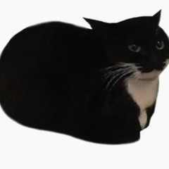 Maxwell The Cat
