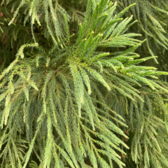 Weekly Rites 6 - 6_16_24