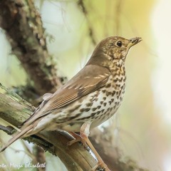 Song thrush singing in the middle of the night