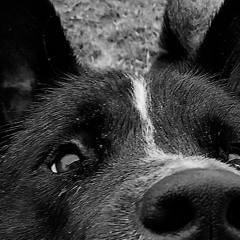 2020 - 07 - 24 DREAMS Dee Edit