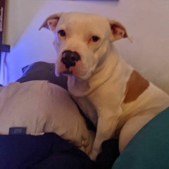 Leo Suarez, James McKain, Chris LiButti