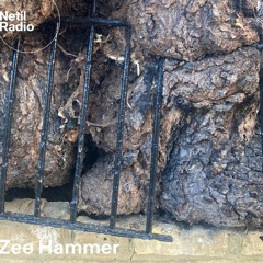 Zee Hammer - 26th May 2024
