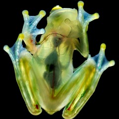 SEE-THROUGH FROG