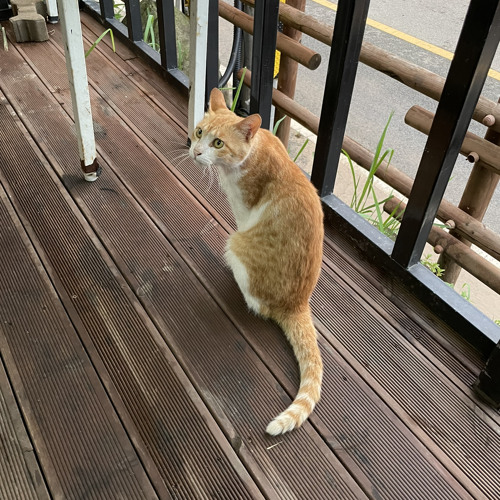 스월비 (Swervy) - 파랑 (feat. 캡틴락 of 크라잉넛)