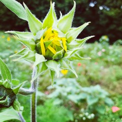 yellow / okara