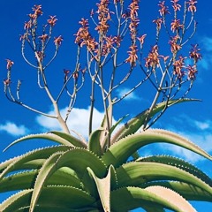 Aloe Tree