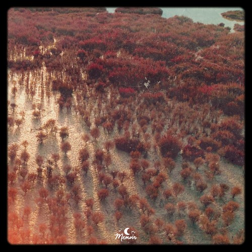 Sundrenched - it's ok, I only have tears in my third eye