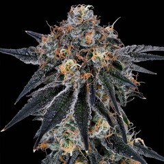 Sativa (prod. StanTheKid)