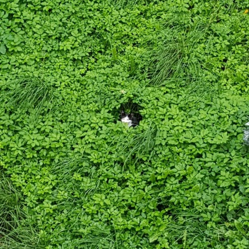 detective blues - in the bush