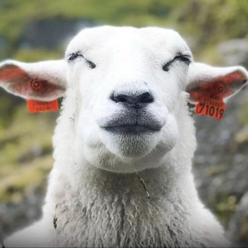 GOAT$zN FREE$TYLE (prisegabii)