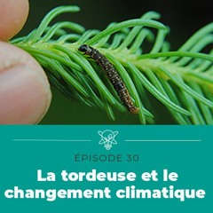 Déterrer des preuves incriminantes contre la tordeuse