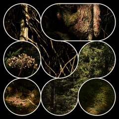 Forest-Meditation-Türa