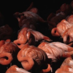 Phangrab / Early Birds