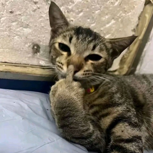 GARAM CINA FUNKOT BEST REQUEST BOSS RAMONK