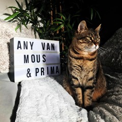 AVM | 174 - BBQ Radio #034 With Any van Mous & PRIMA "Der März"