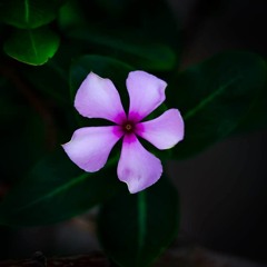 বাংলা বাউল গান