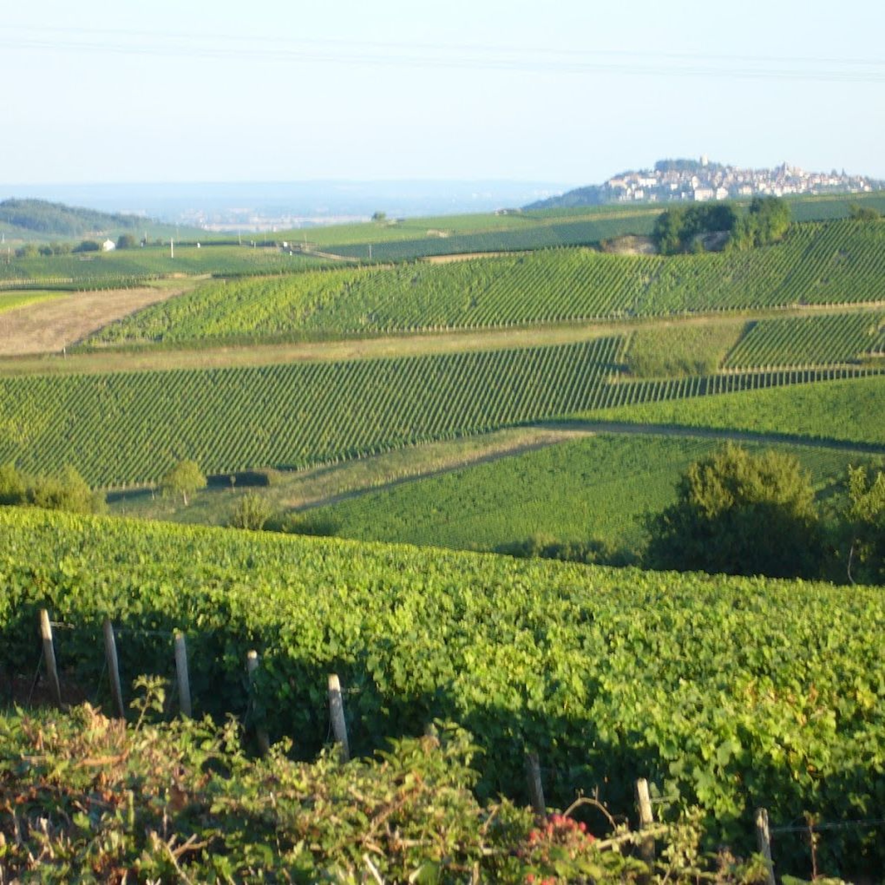 Domaine Cottat (Sancerre) – Clément