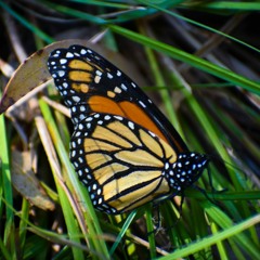 Autograf - Ain't Deep Enough (frisjel Remix)