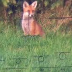 fox den w protect (cade jade ski)