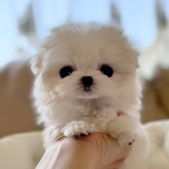 Premium Pomeranian Puppies for Sale in France – Meet PEARL from Tiara Pet