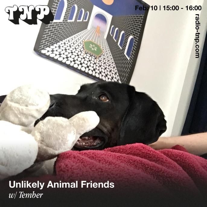 Unlikely Animal Friends w/ Tember