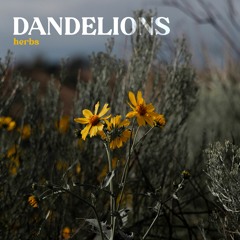 DANDELIONS