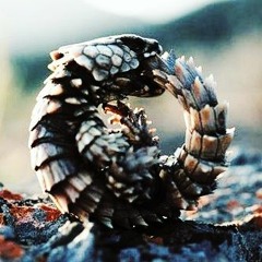 Your Quest Is Futile