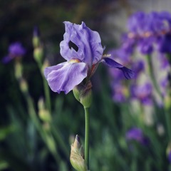 Iris