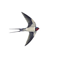 Swallow Song.mp3