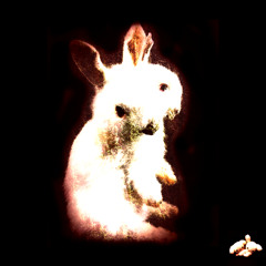 Follow the rabbit (ft. @yurionline )