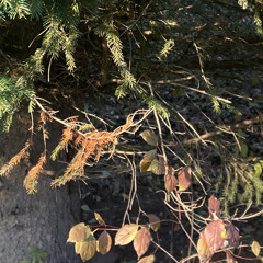 Tijuana (Prod. pink)